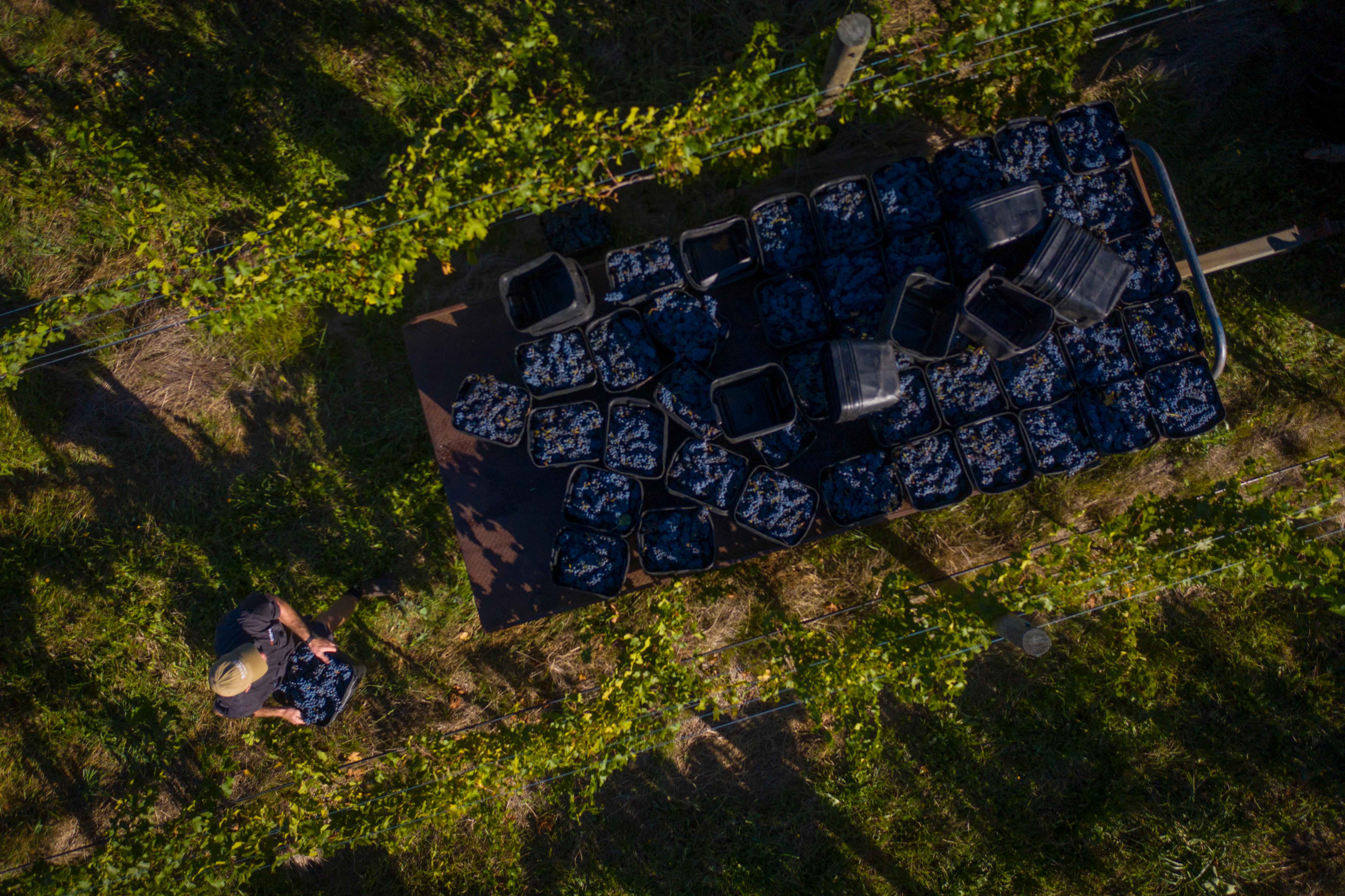 Vintage 2021, Cabernet Harvest