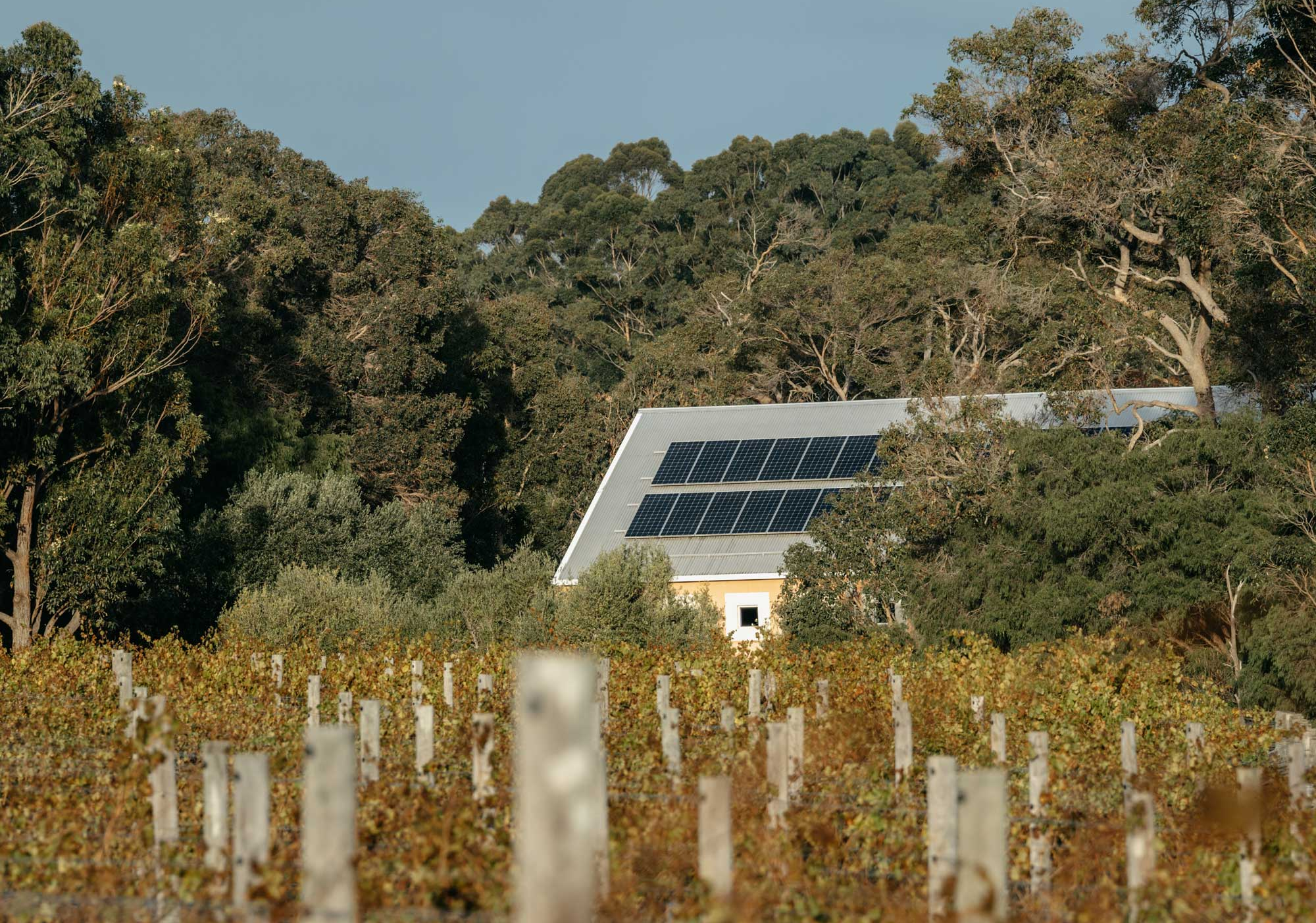 Margaret River cellar door nestled among dense green trees and a vineyard in the foreground under a clear blue sky.