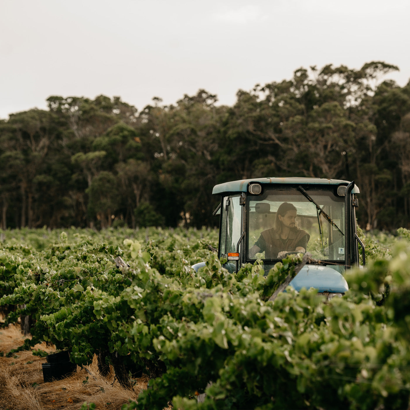 A member of staff driving a tractor through our vineyard in Wilyabrup with bushland in the distance.