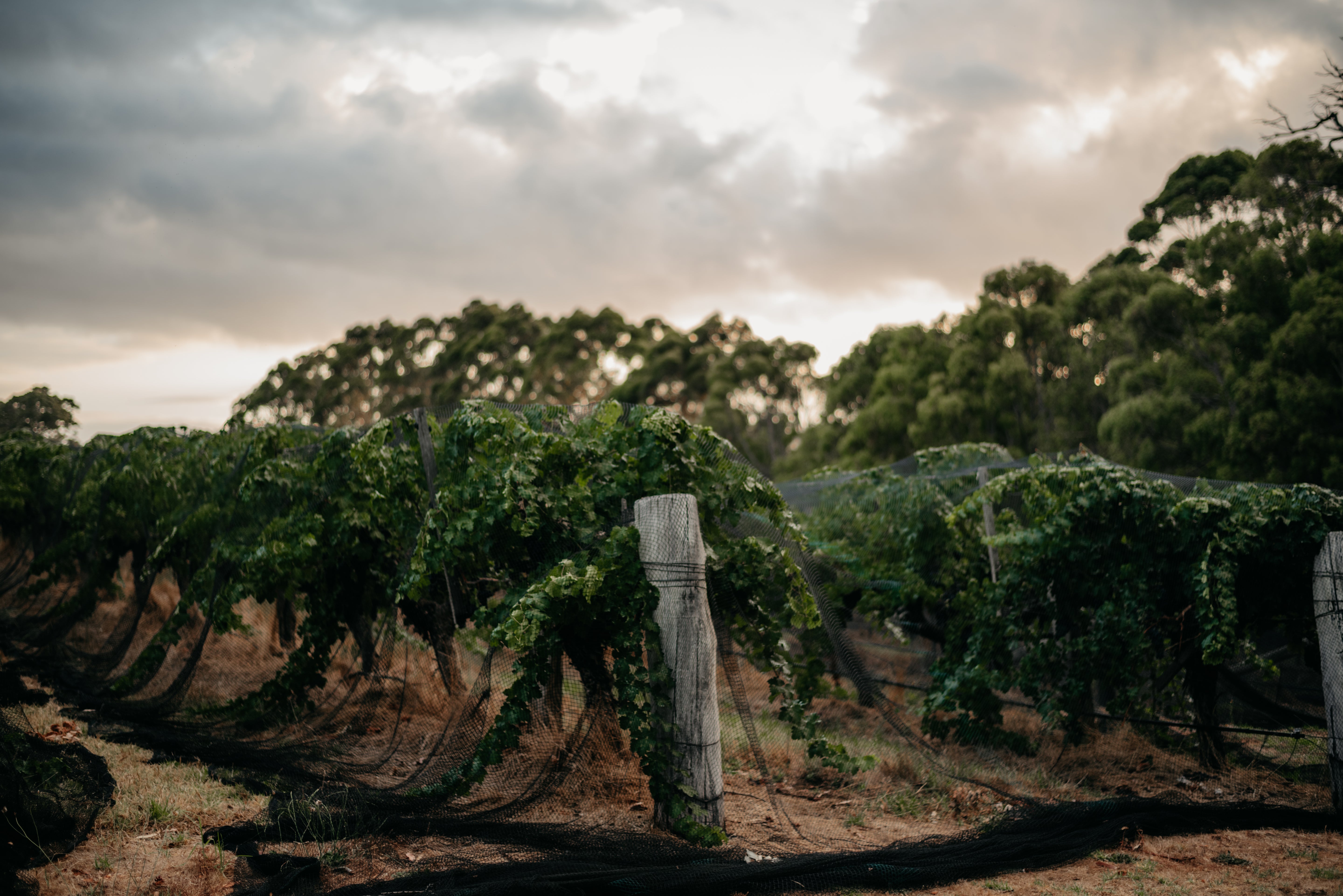 Fermoy Estate vines covered with protective nets ahead of harvest in Margaret River.