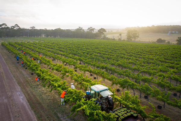 Vintage 2021, Chardonnay Harvest
