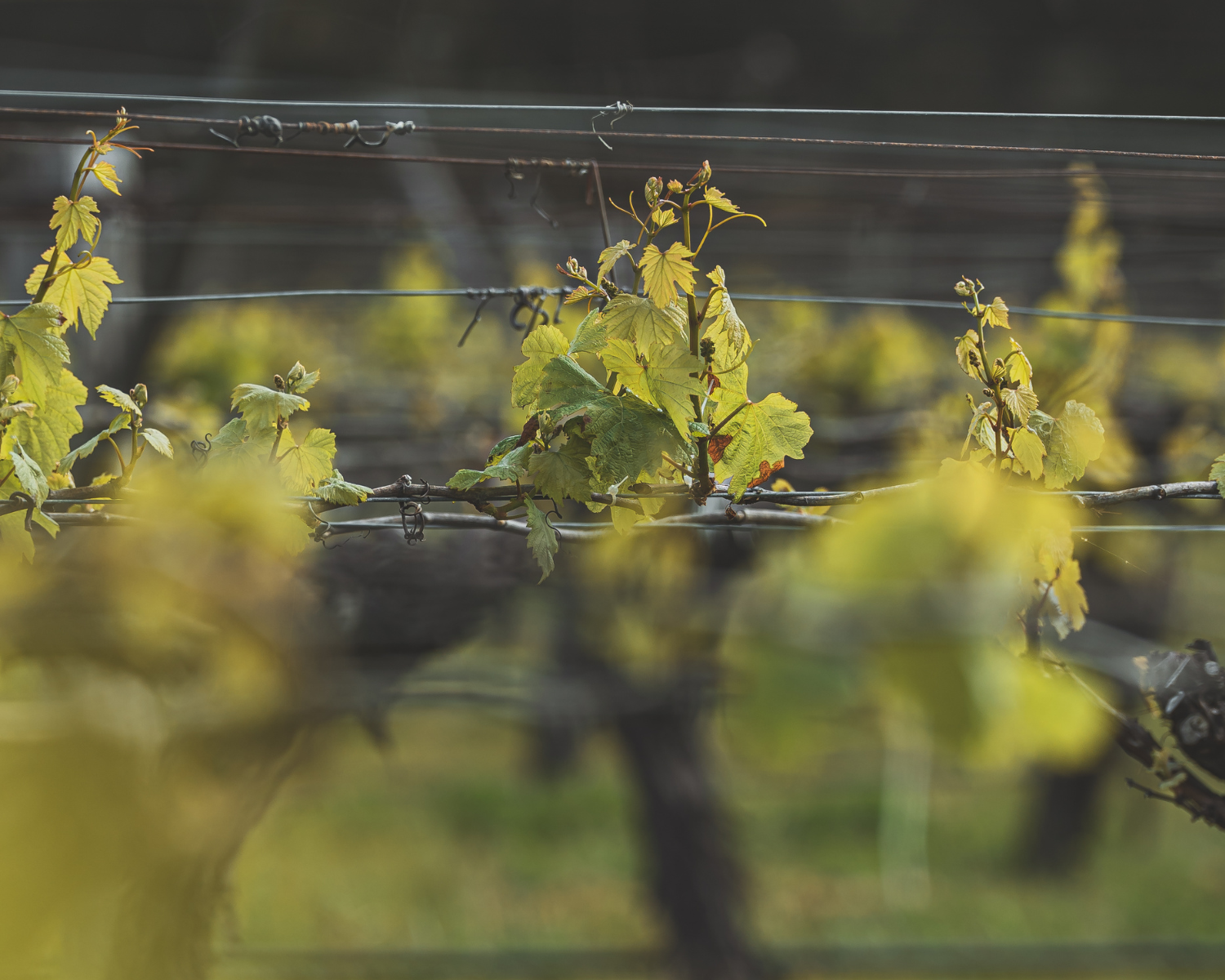 Spring Cellar Weekend 2025