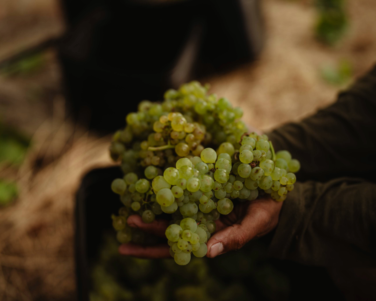 Vintage 2026: Early Signs of Something Special