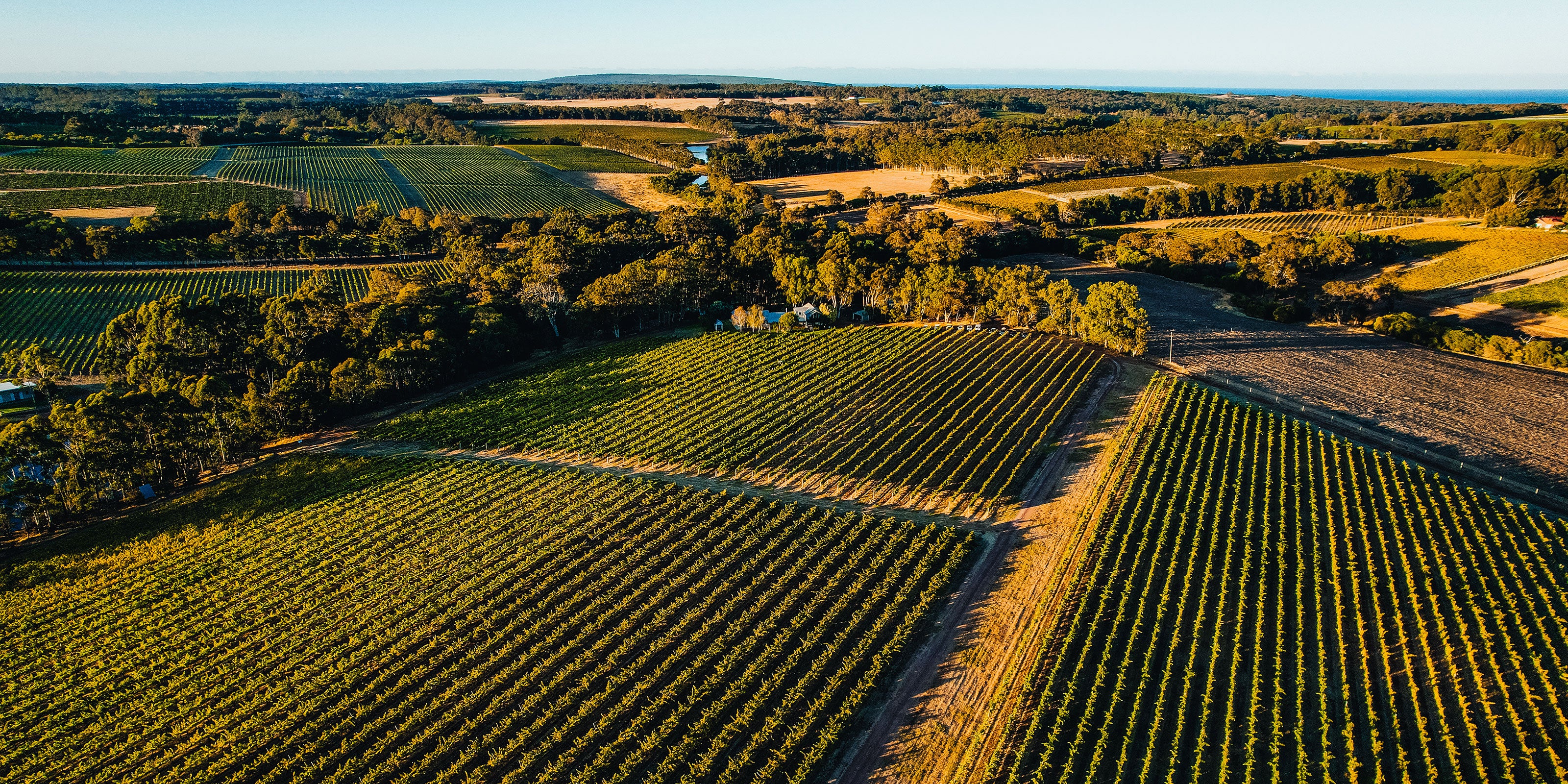 An overhead shot of Fermoy's vineyard and surrounding vineyards and bushlands with the coast in the distance.